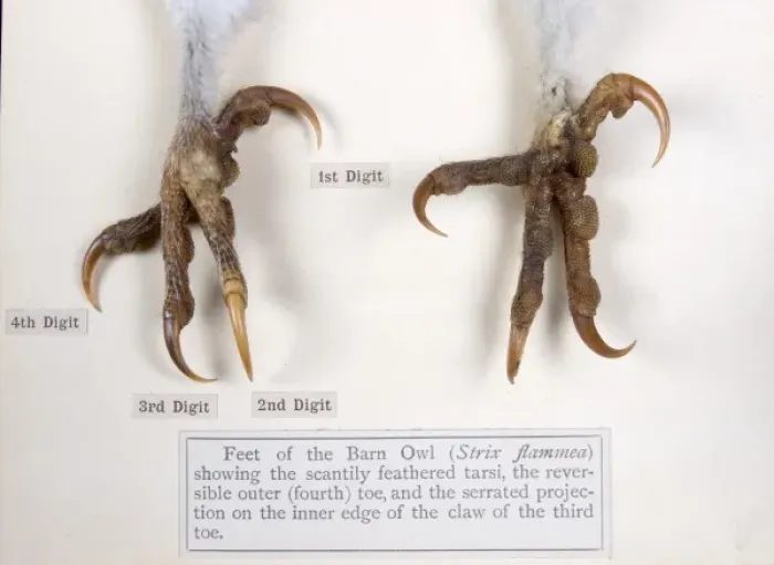 Framed Print : Display of bird feet at the Natural History Museum, London Framed Print : Display of bird feet at the Natural History Museum, London