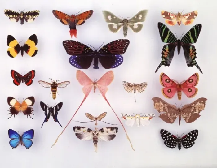 Framed Print : Display of lepidoptera, illustrating variation Framed Print : Display of lepidoptera, illustrating variation