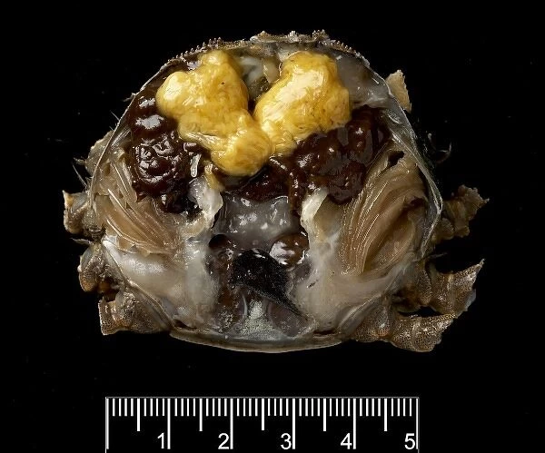 Dissected female Eriocheir sinensis, Chinese mitten crab