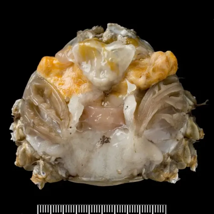 Framed Print : Dissected male Eriocheir sinensis, Chinese mitten crab Framed Print : Dissected male Eriocheir sinensis, Chinese mitten crab