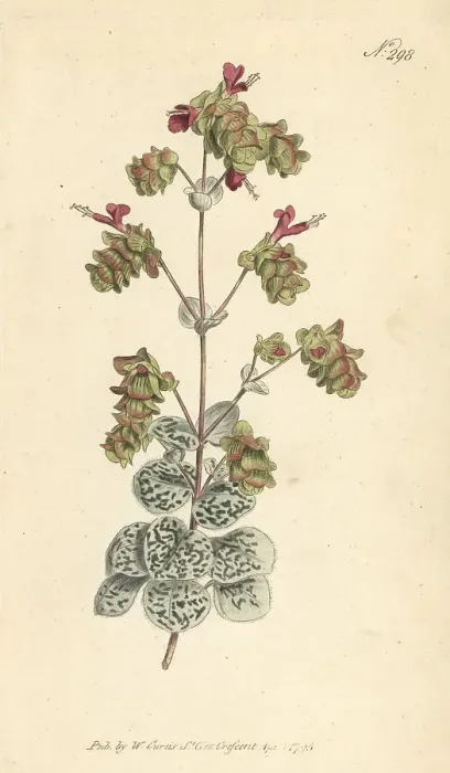 Framed Print : Dittany of Crete, Origanum dictamnus Framed Print : Dittany of Crete, Origanum dictamnus