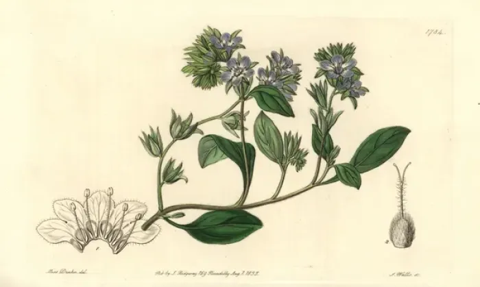 Framed Print : Divaricate phacelia, Phacelia divaricata Framed Print : Divaricate phacelia, Phacelia divaricata
