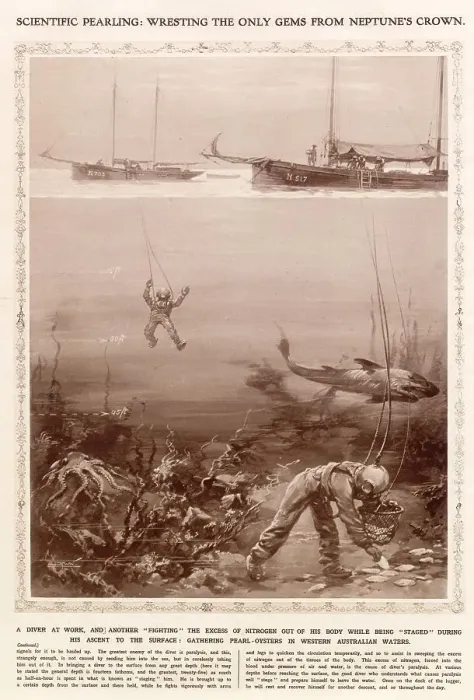Framed Print : Divers gathering pearl-oysters in Western Australia waters. The diver in the background is being staged - a process where he is held for up to half an hour at a certain depth from the surface so that he can move vigourously in order get Framed Print : Divers gathering pearl-oysters in Western Australia waters. The diver in the background is being staged - a process where he is held for up to half an hour at a certain depth from the surface so that he can move vigourously in order get
