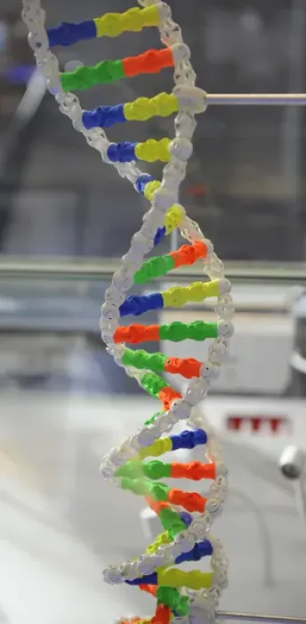 Framed Print : DNA. Deoxyribonucleic acid, model Framed Print : DNA. Deoxyribonucleic acid, model