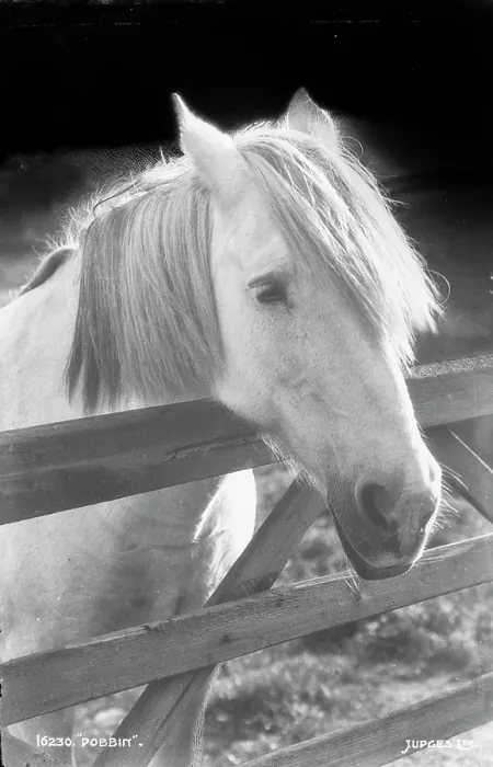 Framed Print : Dobbin the Horse Framed Print : Dobbin the Horse