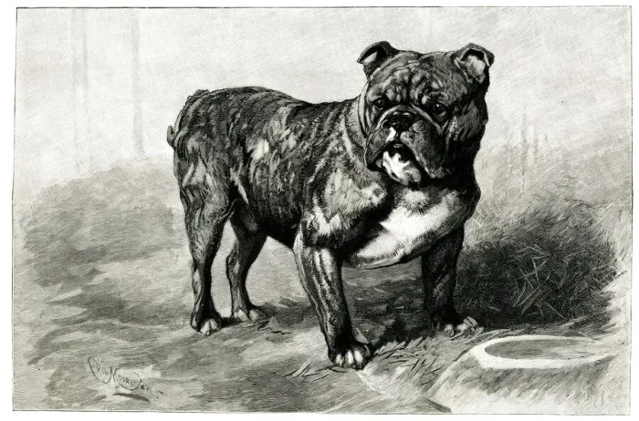 Framed Print : Dockleaf, highest price paid for a bulldog Framed Print : Dockleaf, highest price paid for a bulldog