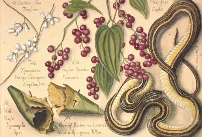 Framed Print : A Dodder-like climber and a harmless snake Framed Print : A Dodder-like climber and a harmless snake