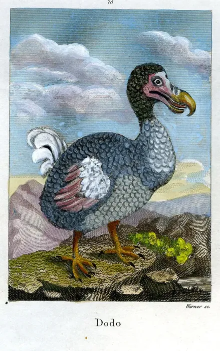 Framed Print : Dodo Framed Print : Dodo