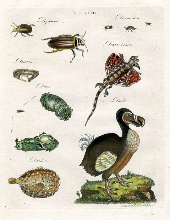 Framed Print : Dodo, Beetles and Lizards Framed Print : Dodo, Beetles and Lizards
