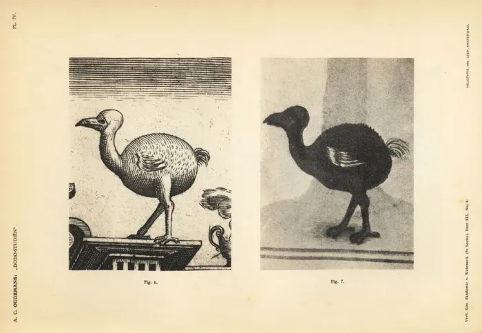 Framed Print : Dodo of Iohan Theodor and Iohan Israel de Framed Print : Dodo of Iohan Theodor and Iohan Israel de