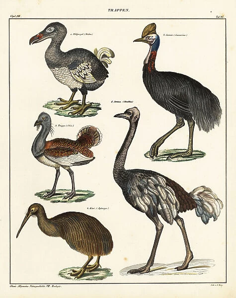 Dodo, kiwi, cassowary, ostrich and bustard
