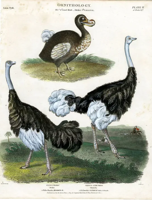 Framed Print : Dodo and Osterichs Framed Print : Dodo and Osterichs