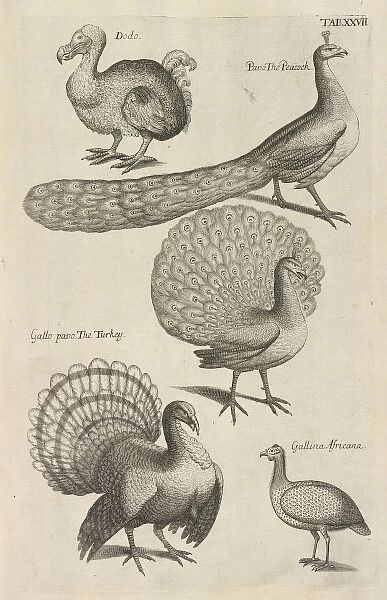 Dodo, peacocks and turkeys