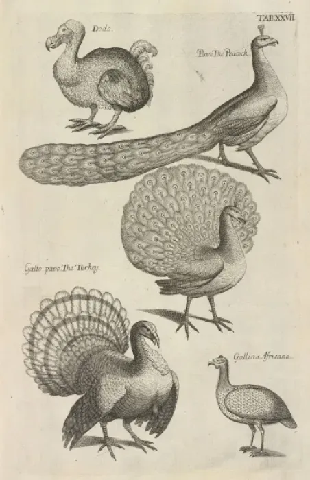 Framed Print : Dodo, peacocks and turkeys Framed Print : Dodo, peacocks and turkeys