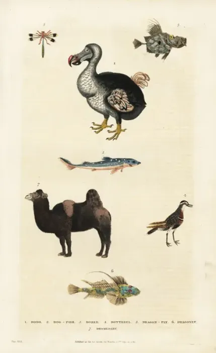 Framed Print : Dodo, Raphus cucullatus, with camel, dragonfly and dogfish Framed Print : Dodo, Raphus cucullatus, with camel, dragonfly and dogfish