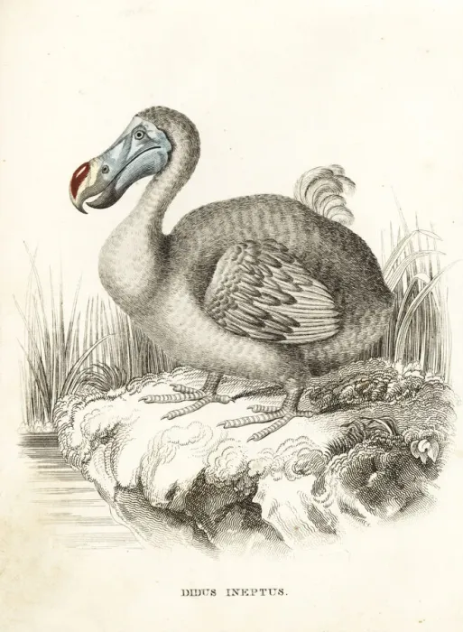 Framed Print : Dodo, Raphus cucullatus, extinct flightless bird Framed Print : Dodo, Raphus cucullatus, extinct flightless bird