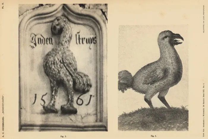 Framed Print : Dodo of the Scotch House, Veere, 1561 Framed Print : Dodo of the Scotch House, Veere, 1561