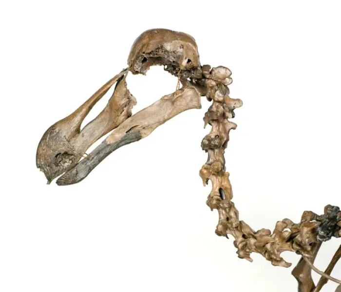 Framed Print : Dodo skeleton, Raphus cucullatus Framed Print : Dodo skeleton, Raphus cucullatus