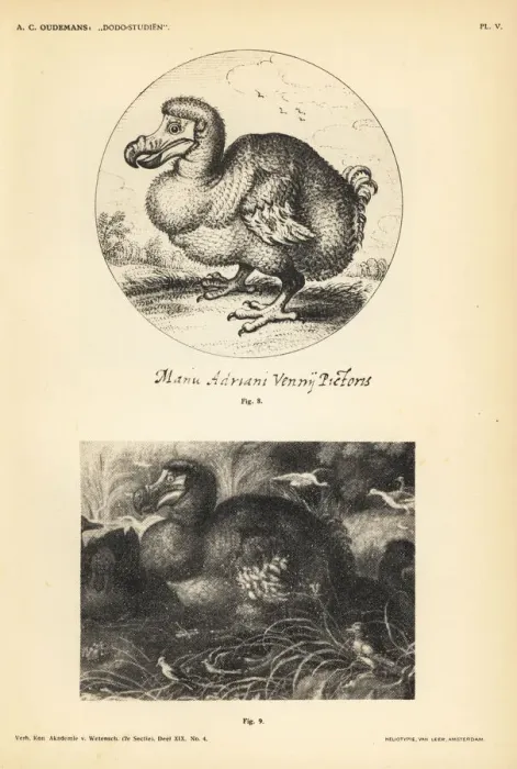 Framed Print : Dodos by Adriaen van de Venne and Gillis de Hondecoeter Framed Print : Dodos by Adriaen van de Venne and Gillis de Hondecoeter
