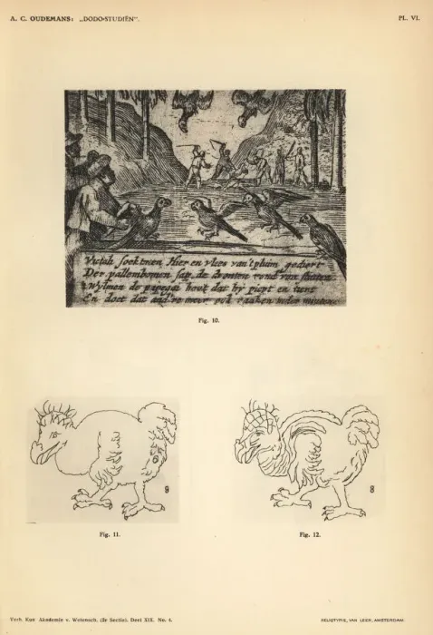 Framed Print : Dodos and parrots from Willem van West-Zanen s Framed Print : Dodos and parrots from Willem van West-Zanen s