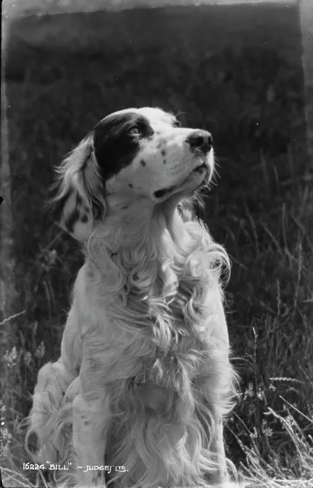 Framed Print : Bill the Dog