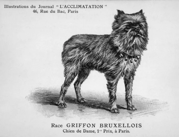Framed Print : Dog with Bells on Collar Framed Print : Dog with Bells on Collar