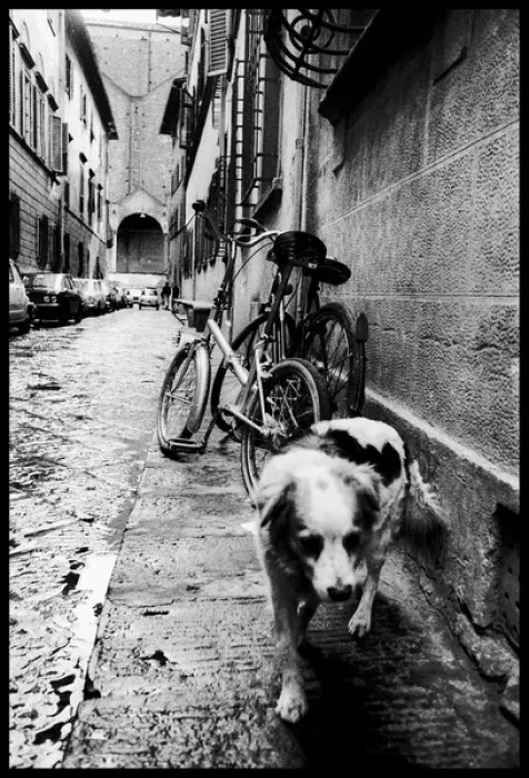 Framed Print : Dog bike alley, Florence, Italy Framed Print : Dog bike alley, Florence, Italy