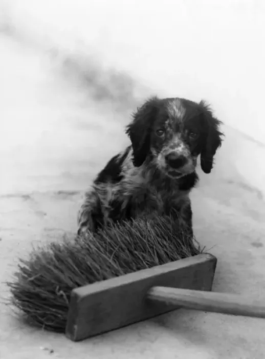 Framed Print : Dog & Brush Framed Print : Dog & Brush