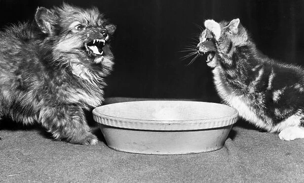 Dog and cat with a bowl