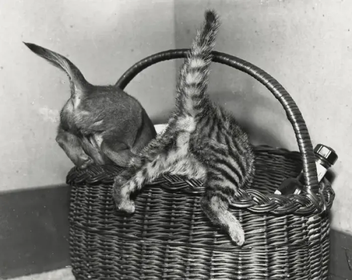 Framed Print : Dog and cat explore a shopping basket Framed Print : Dog and cat explore a shopping basket
