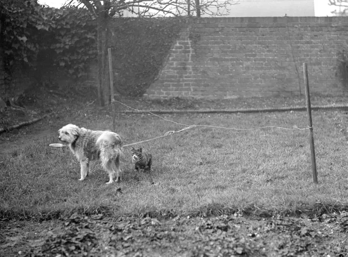Framed Print : Dog and Cat in a Garden Framed Print : Dog and Cat in a Garden