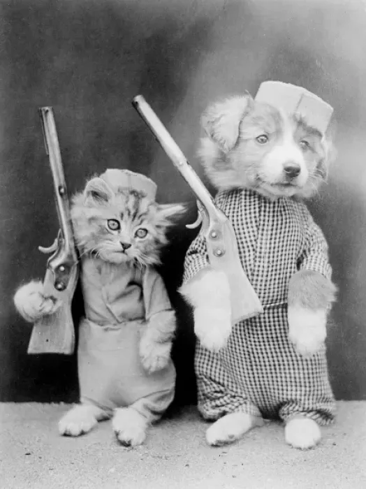 Framed Print : Dog and Cat Soldiers Framed Print : Dog and Cat Soldiers