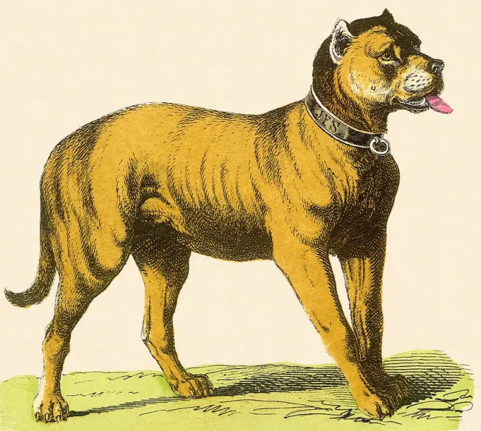 Framed Print : Dog in Collar Date: 1880 Framed Print : Dog in Collar Date: 1880