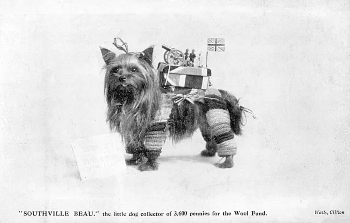 Framed Print : Dog Collects for Wool Framed Print : Dog Collects for Wool