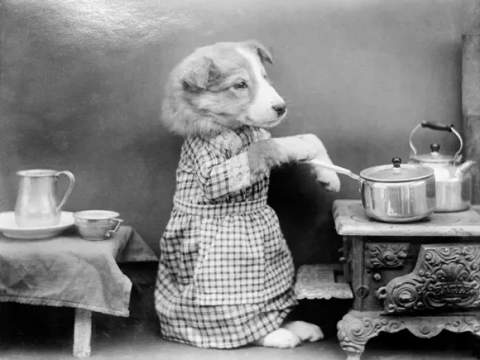 Framed Print : Dog Cooking Framed Print : Dog Cooking