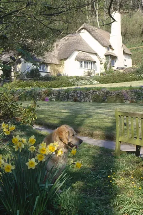 Framed Print : Dog and cottage at Selworthy Green, Somerset Framed Print : Dog and cottage at Selworthy Green, Somerset