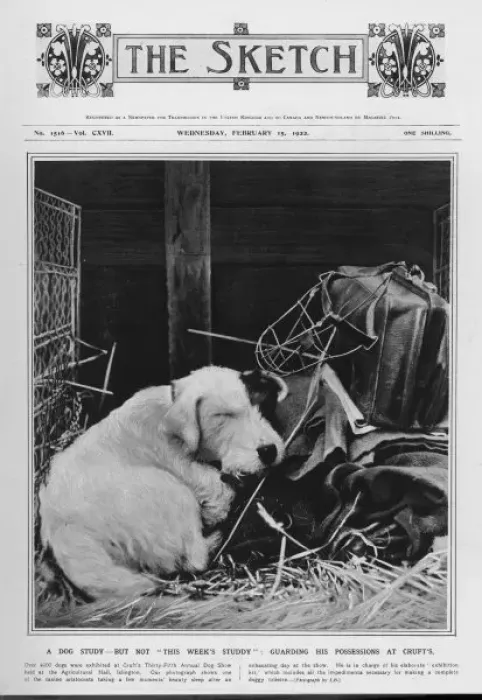 Framed Print : Dog at Crufts Framed Print : Dog at Crufts