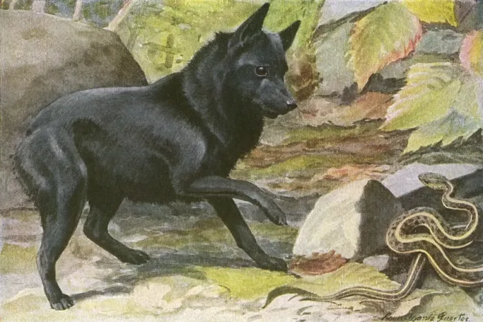 Framed Print : A dog encounters a snake Framed Print : A dog encounters a snake