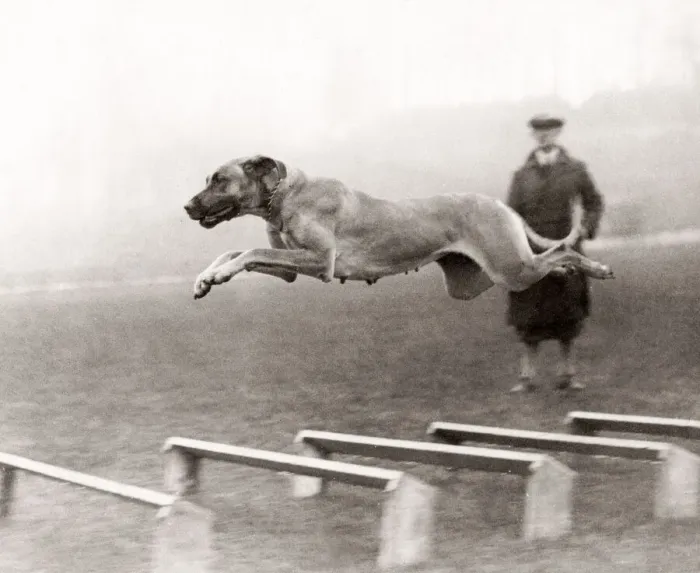 Framed Print : Dog in full flight over hurdles, 1933 Framed Print : Dog in full flight over hurdles, 1933