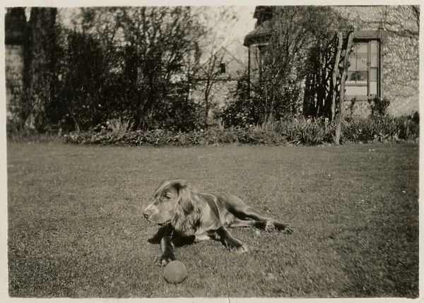 Dog in a garden with a ball