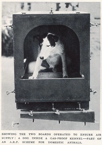 Dog inside gas-proof kennel