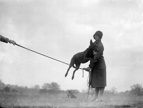Dog Jumping 1930S