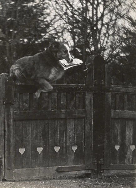 Dog jumping gate with newspaper in mouth