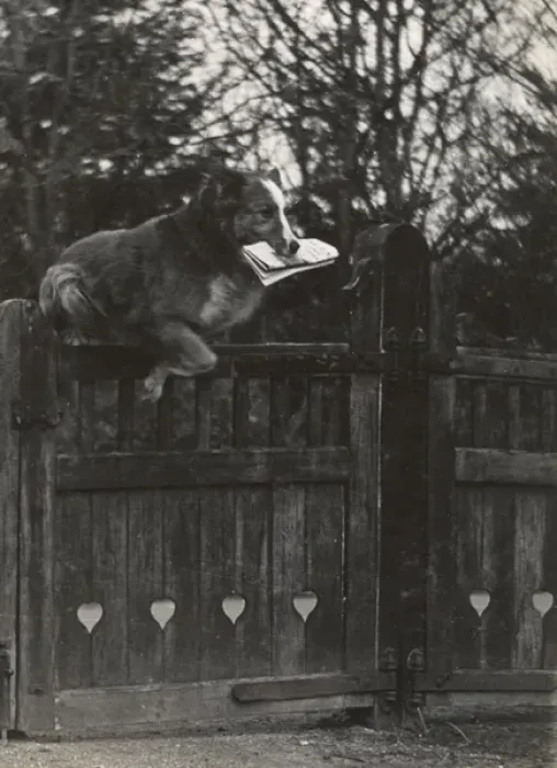 Framed Print : Dog jumping gate with newspaper in mouth Framed Print : Dog jumping gate with newspaper in mouth