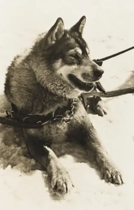 Framed Print : Dog from Jungfrau Railway Polar Dog Colony Framed Print : Dog from Jungfrau Railway Polar Dog Colony