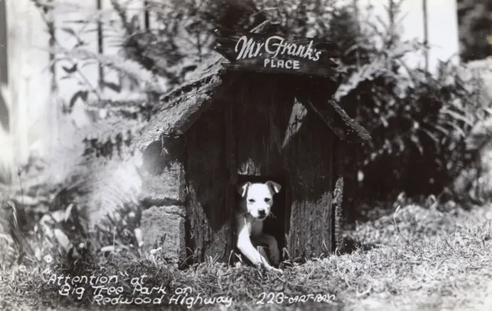 Framed Print : Dog in kennel, Redwood Park, California, USA Framed Print : Dog in kennel, Redwood Park, California, USA