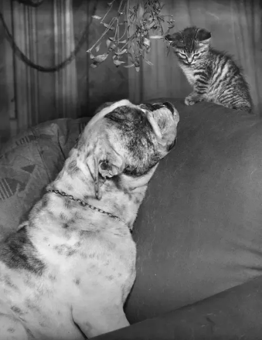 Framed Print : Dog and kitten under the mistletoe Framed Print : Dog and kitten under the mistletoe