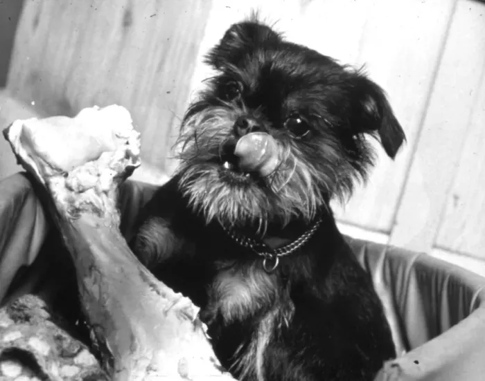 Framed Print : Dog with a large bone Framed Print : Dog with a large bone
