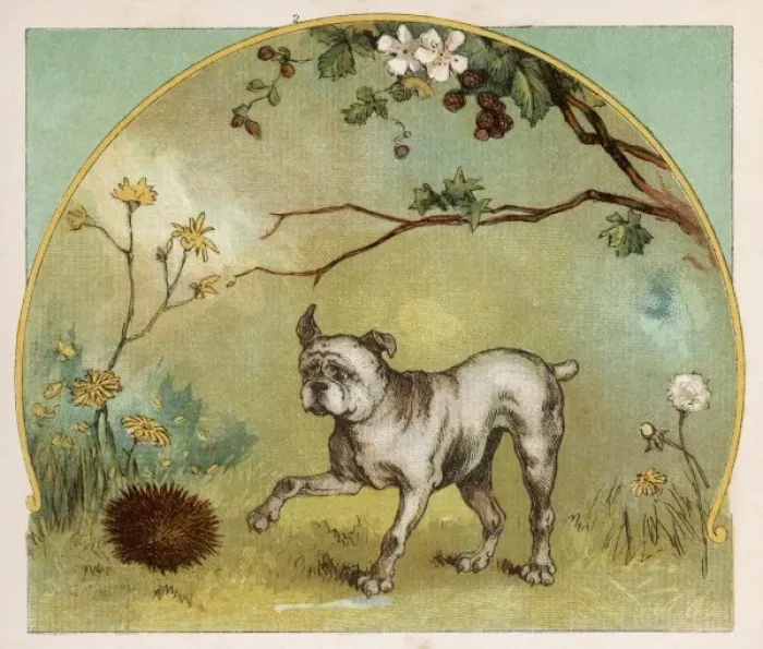 Framed Print : Dog Meets Hedgehog Framed Print : Dog Meets Hedgehog