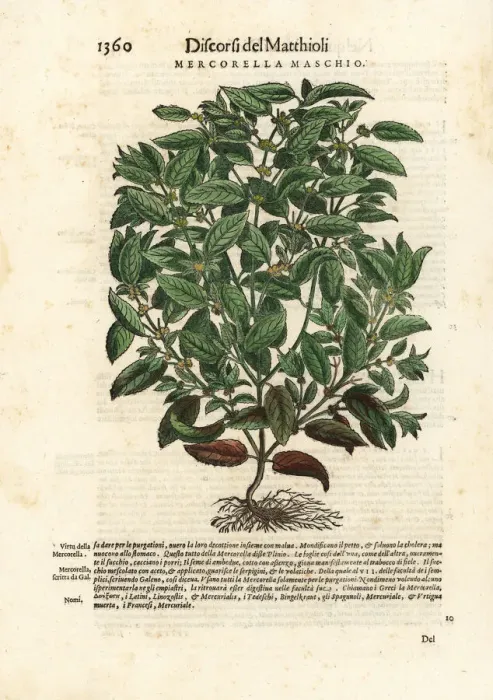 Framed Print : Dog mercury, Mercurialis perennis